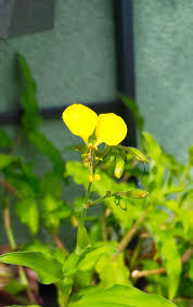 Image result for Aneilema