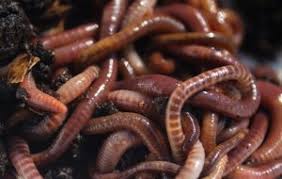 Manusia berinteraksi dengan cacing kerawit. Mimpi Apa Untuk Menarik Cacing Mulut Mimpi Apa Yang Bermimpi Interpretasi Yang Melihat Tidur Gadis Wanita Pria Anak