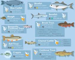 50 Fish Species Of North America The A To Z Of Local Fish