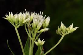 Image result for Criscianthus