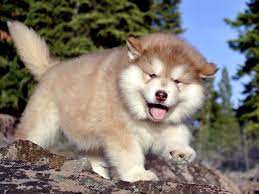 Maybe you would like to learn more about one of these? Snowlion Alaskan Malamutes Purebred Alaskan Malamutes Puppies From Champions Sled Dogs Lassen Lake Tahoe Neva Alaskan Dog Malamute Dog Malamute Puppies