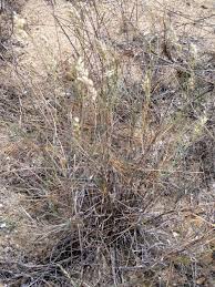 Image result for Schmidtia pappophoroides