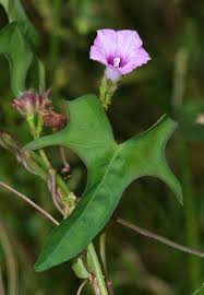 Image result for Ipomoea lapathifolia
