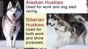 Alaskan Husky Vs Siberian Husky Which One Is Better For You