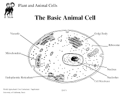 Plant morphology treats both the vegetative structures of plants, as well as the reproductive structures. The Cell Diagram Quiz