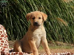 Anatolian shepherd dogs are fearless livestock guardians. Anatolian Shepherd Puppies For Sale Greenfield Puppies