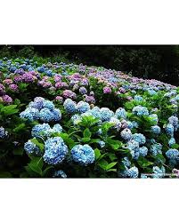 1,814 fresh cut flower hydrangea products are offered for sale by suppliers on alibaba.com, of which decorative flowers & wreaths accounts for 9%. 10 Fresh Cut Hydrangeas In Kingston On Pam S Flower Garden
