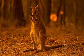 australia fires kill half a billion animals as crisis mounts avustralya hayvanlari hayvanlar tarih