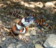 Are snakes scared of dogs?