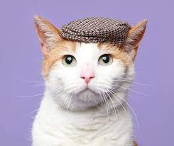 Cats With Hats A Creative Campaign Story Pet Costumes Cats Pets