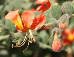 Image result for Baissea wulfhorstii