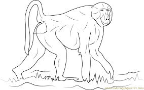 Cool baboon what doing coloring page. Walking Baboon Coloring Page For Kids Free Baboon Printable Coloring Pages Online For Kids Coloringpages101 Com Coloring Pages For Kids