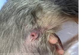 Image result for cuterebriasis in dogs