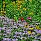 Incredible Edible Wild Plants