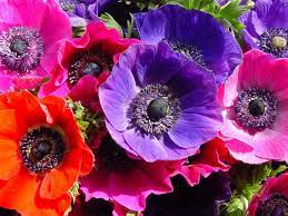 Anemone Flower Pictures Pics Images And Photos For Inspiration Anemone Flower Pictures Anemone Flower Flower Pictures