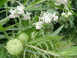 Image result for Asclepias schumanniana