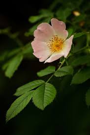 wild rose skye hohmann photography and writing pretty flowers beautiful flowers wild rose tattoo