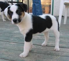 Black And Tan Jack Russell Puppies For Sale In Yorkshire Border Collie Jack Russell Terrier Mix Chien Animaux