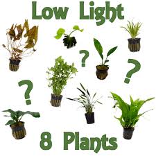 Low Light Plant Package Aquarium Co Op Plants Live Aquarium Plants Planted Aquarium