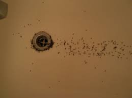related image brown bugs, tiny ants