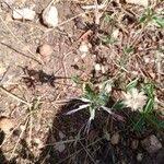 Image result for Ocimum filamentosum