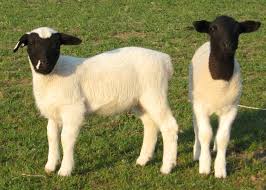 Black And White Sheep Breeds Nz 10 Most Popular Sheep Breeds Raised For Meat And Wool Sheep Breeds Sheep Farm Sheep