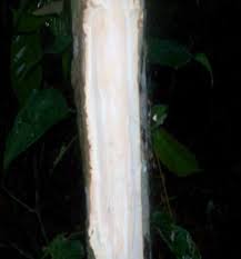 Image result for Scorodophloeus zenkeri