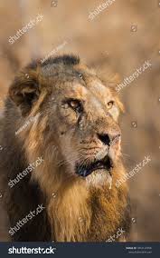 Asiatic Lion