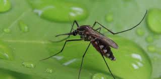 Piscines Et Controle Des Insectes Piqueurs
