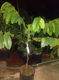 Banyak jenis pohon jambu yang ada di indonesia, tetapi yang banyak dijumpai dan tersebar di seluruh wlayah di indonesia ada dua yaitu buah jambu air dan buah jambu biji. Pohon Matoa Dan Jenis Tanaman Buah Lain Nya Minat Hub Ke Telpon Kami Konstruksi Dan Taman 758313004