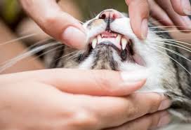 top 9 tips for keeping your cat s teeth clean petmd teeth cleaning dental exam dental cleaning