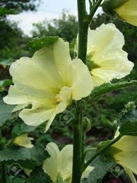 All of the mallow family with exception of the cotton plant (gossypium hirsutum), are reportedly edible. Mallow Is A Herbaceous Plant Typical Genus Of The Family Malvaceae Stock Photo Picture And Royalty Free Image Image 52158278