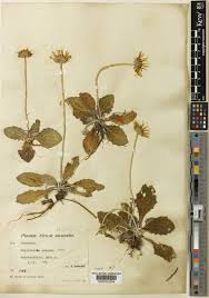 Image result for Haplocarpha scaposa