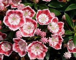 It grows 3 feet tall and wide. Kalmia Latifolia Minuet Mountain Laurel From Saunders Brothers Inc