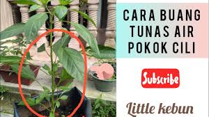 Tanaman cili tips agar pokok cili berbuah lebat. Buang Tunas Air Pokok Cili Untuk Kesuburan Pokok Dan Berbuah Lebat Little Kebun Youtube