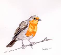 Check spelling or type a new query. Free Robin Pen And Ink Watercolour Tutorial
