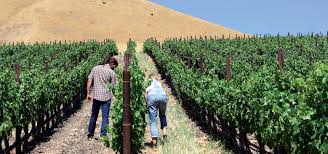 Check spelling or type a new query. 15 California Small Batch Wines To Put On Your Radar Golden State
