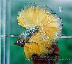 Pin By Chee Chang On Betta Fish In 2020 Betta Fish Types Betta Fish Siamese Fighting Fish