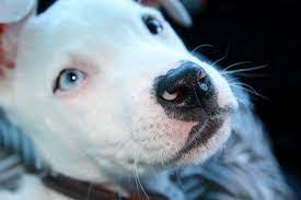 The Debate Over The Blue Eyed Pitbull Explained Dog Food Care