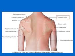 It is important to keep this in mind to ensure consistency of description. Surface Anatomy Of Back