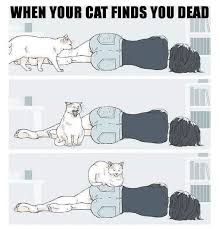 Herding cats … transmitting nanos … inflating gobos … instructions. Hilarious Cat Memes To Make You Lol Cole Marmalade