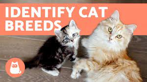 How To Tell The Breed Of Your Cat - Youtube