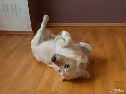Do you know how to teach dog to roll over ? How To Train Your Dog To Roll Over 12 Steps With Pictures Training Your Dog Dog Training Dog Training Obedience
