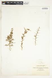 Image result for Asparagus suaveolens