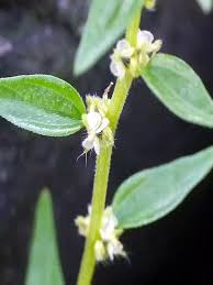 Image result for Pouzolzia