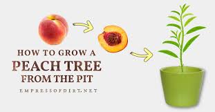 Plums ripen in late, july to september. How To Grow A Peach Or Plum Tree From The Pit