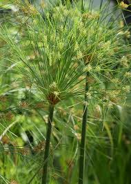 Image result for Cyperus tenax