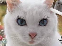 Why do cats drink dirty water? Wouldnt Cats Look Strange With Eye Lashes Eyelashestips Crazy Cats Cats Funny Cats