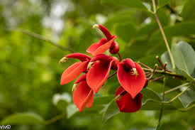 Image result for Erythrina falcata