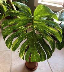 Anthurium Clavigerum Plant Only Selling To Make Room Etsy Plants Anthurium Big Plants